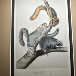 Cat Squirrel (from Audubon's Quadrupeds of North America, folio), 1843
