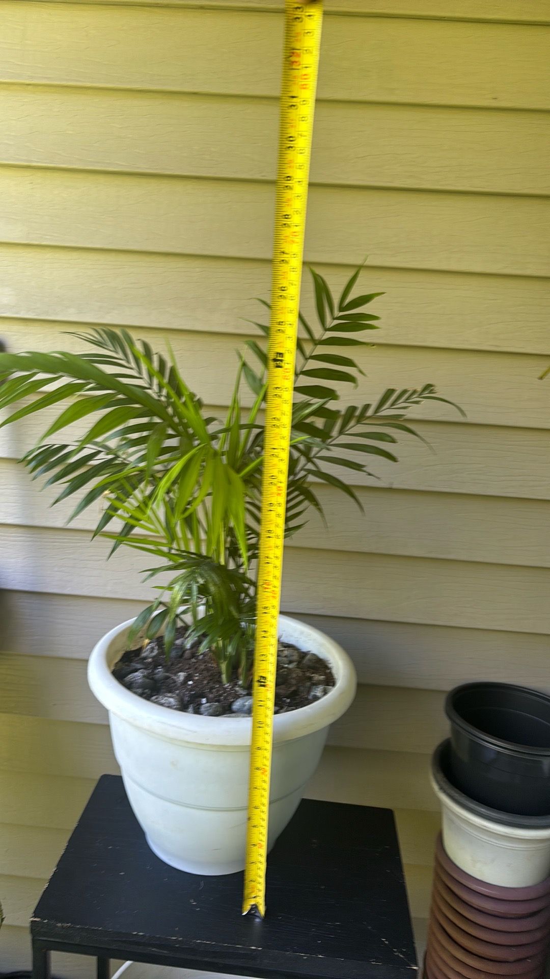Indoor plant
