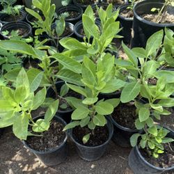 Very Good Plants To Lower Sugar Levels Used In Tea $10 Each