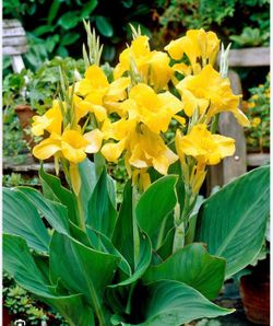 Canna Lilly