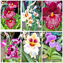 Miltonia Orchids Big Flowers 