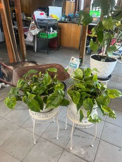 2 sets green leaves plant