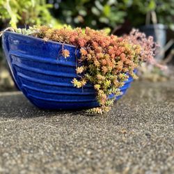 Glazed Ceramic “canoe” Pot With Sedum/succulents 