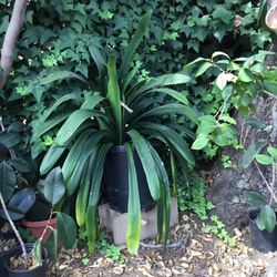 CLIVIA Outdoor Ever Green Plant/ Seasonal Flowers 