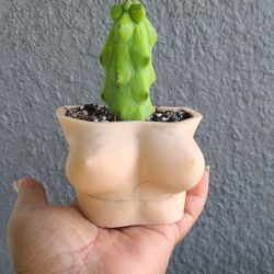 Boobie Cactus N Pot