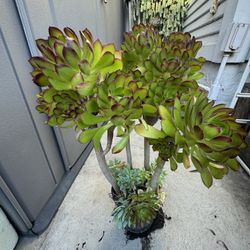 Aeonium
Arboreum Succulents $20+