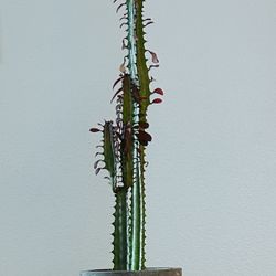Euphoria Trigona Succulent, Burgundy Leaf