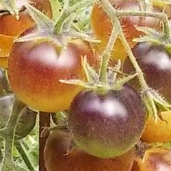 Extremely Rare Organic Indigo Cream  Berries Tomato Plants! 2025 SEASON EARLY RELEASE! 