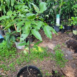 Quenepa (Mamoncillos)Plant 