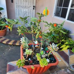 Beautiful Bonsai Winter Jeru Cherry, with Rare Succulents LiveTree Pot ♥️