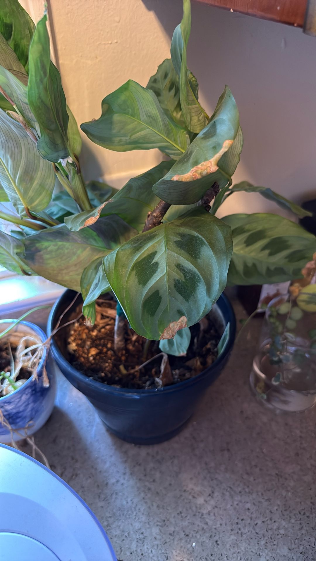 Maranta Plant With Pot