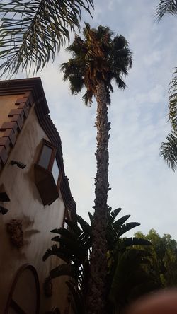 Clean Palm N trees