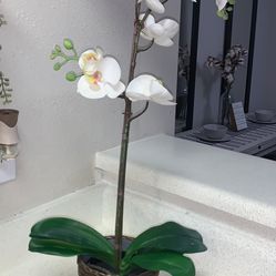 Faux Moth Orchid Plant