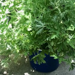 $5 Newly Potted Cuttings Citronella Plant