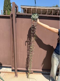 6” xxl string of hearts