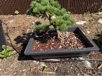 White pine bonsai