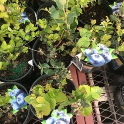 Emerald Blueberry Fully Grown Starter Plant In 1 Gallon Pot