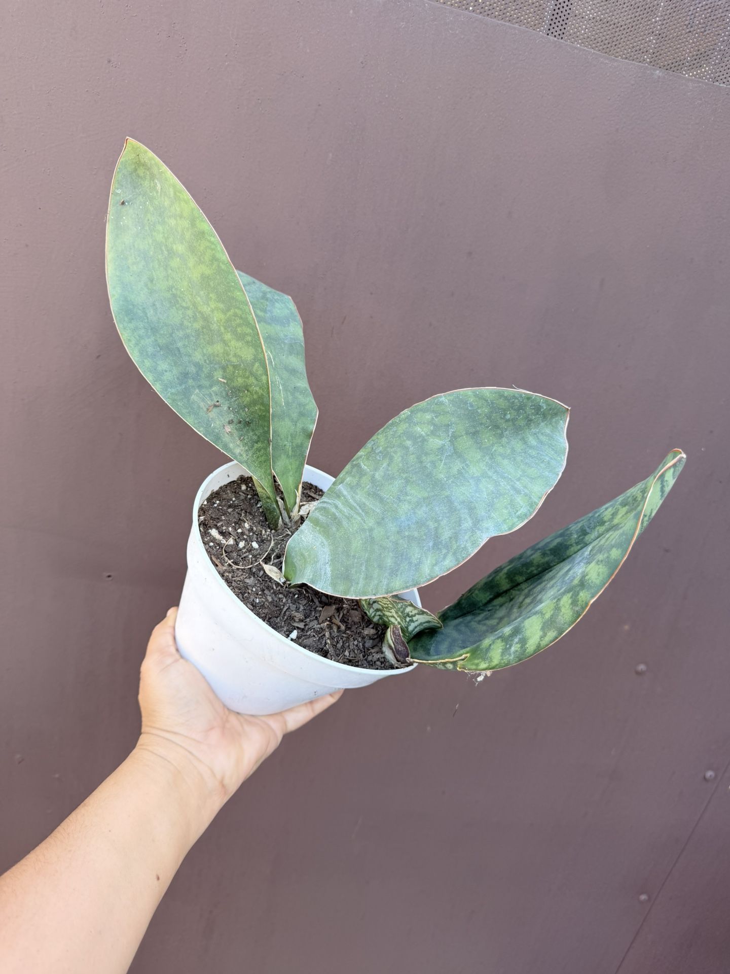 6” sansiveria whale fin