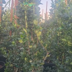 Ligustrum Japonicum 'Texanum