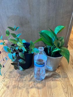 Beautiful live Indoor plants 2