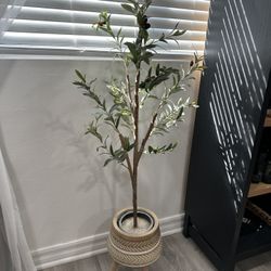 Olive tree Sold With Vase