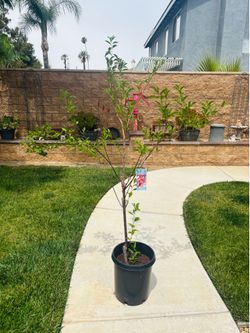 5’ FT SANTA ROSA PLUM FRUIT TREE