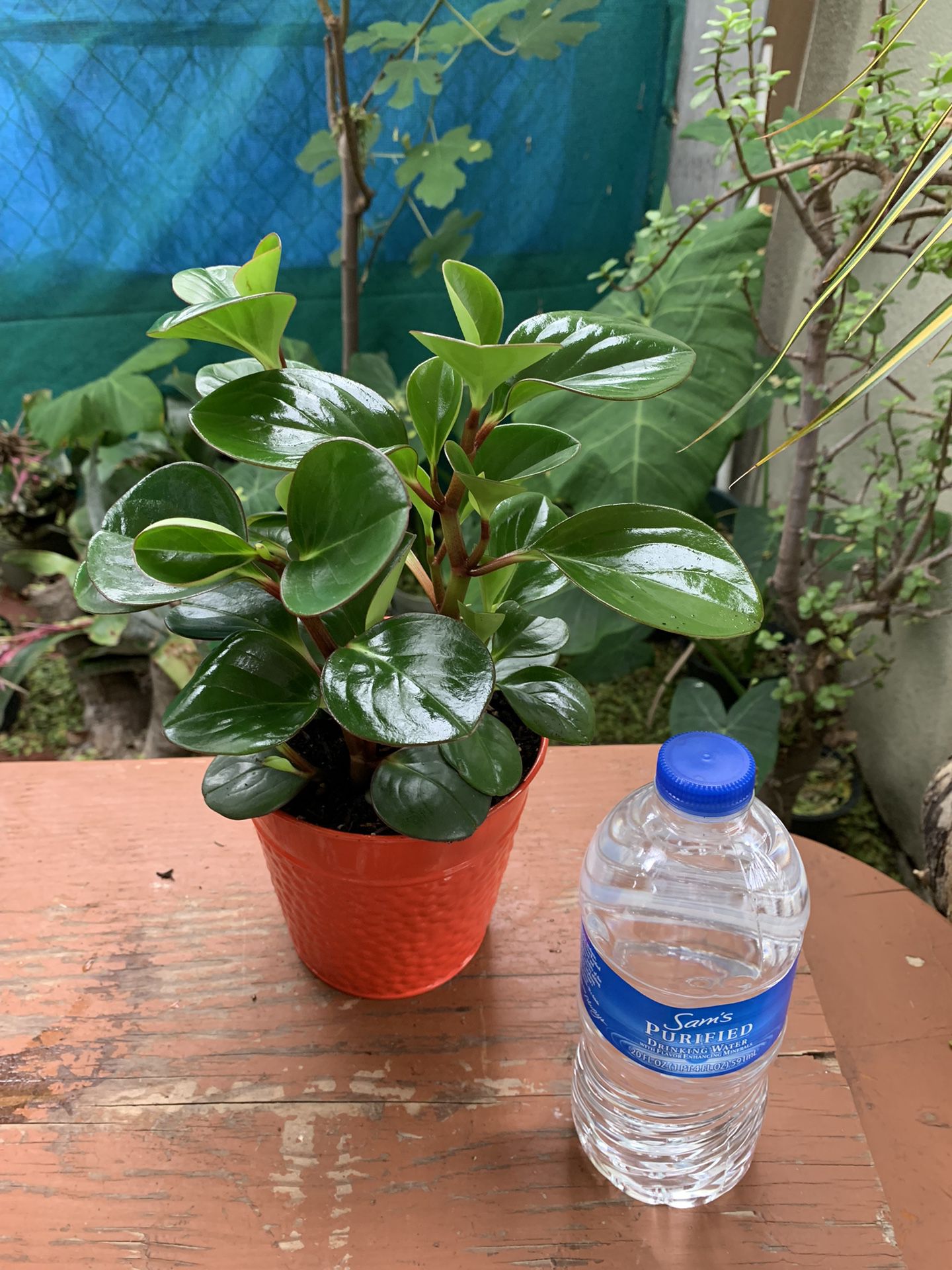 Peperromia Tailandésa Plants Indoor Small $13each