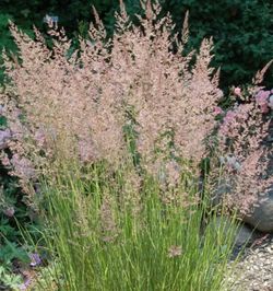 Feather Reed Grass (overdam)