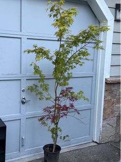 6 ft tall maple tree