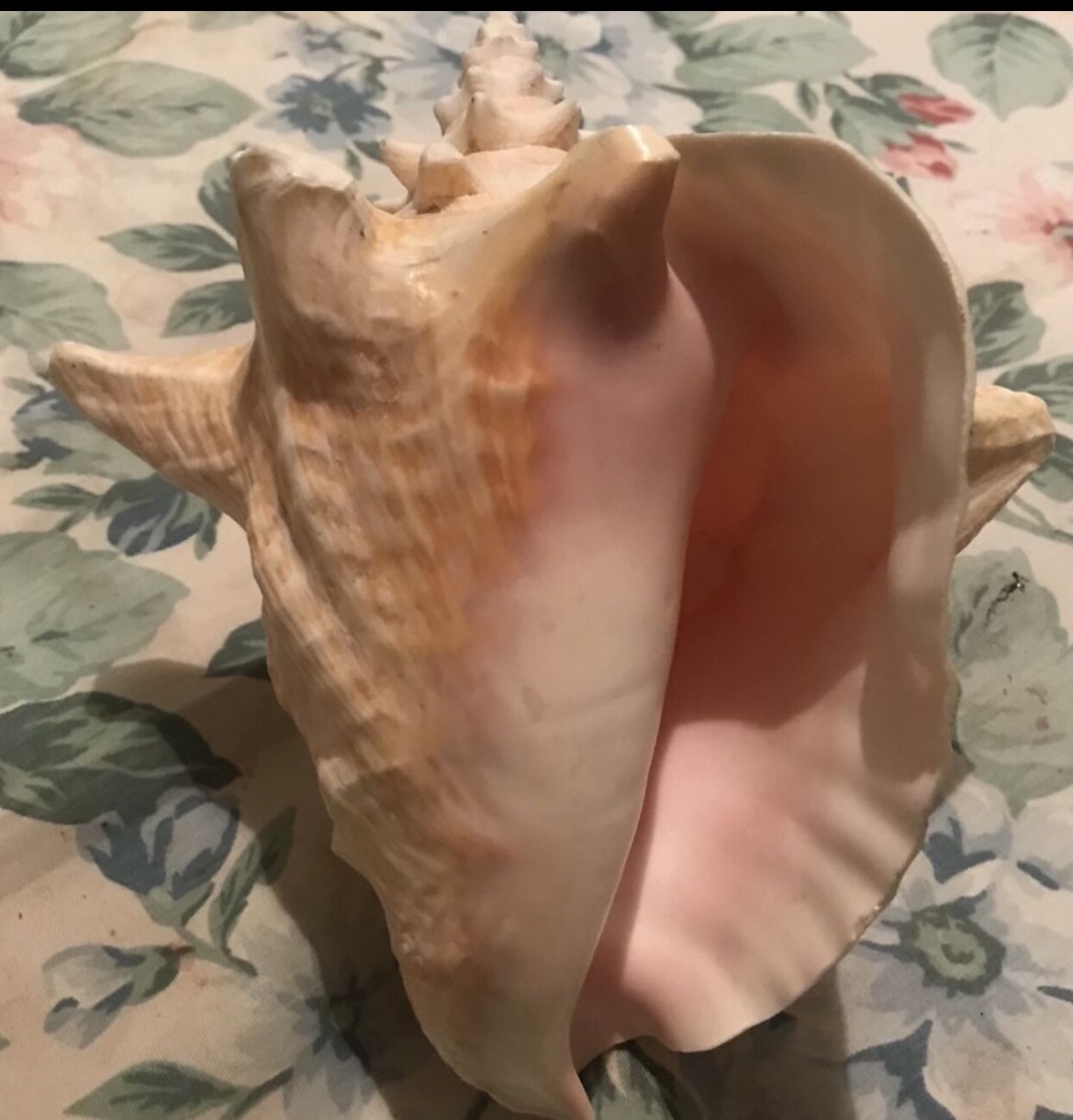 Nautical Beach Decor Bahama Queen Conch Seashell