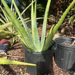 Aloe Vera Plant In 3 Gallon Pots..3 Available 