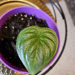 Dragon Scale Alocasia (Purple Pot)