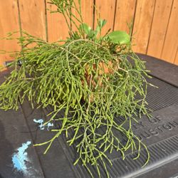 Rhipsalis Plant