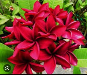 Irma Bryant potted rooted plumeria  19" from soil line, 3 tips.