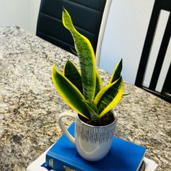 Sensevieria plant in Decorative Ceramic Mug