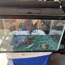 Fish Aquarium With Some Accessories ( 10 Gal.)