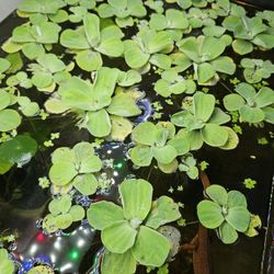 Fish Tanks Plants 