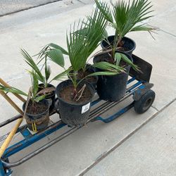 Mexican Palm Trees 