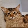 Ivan
