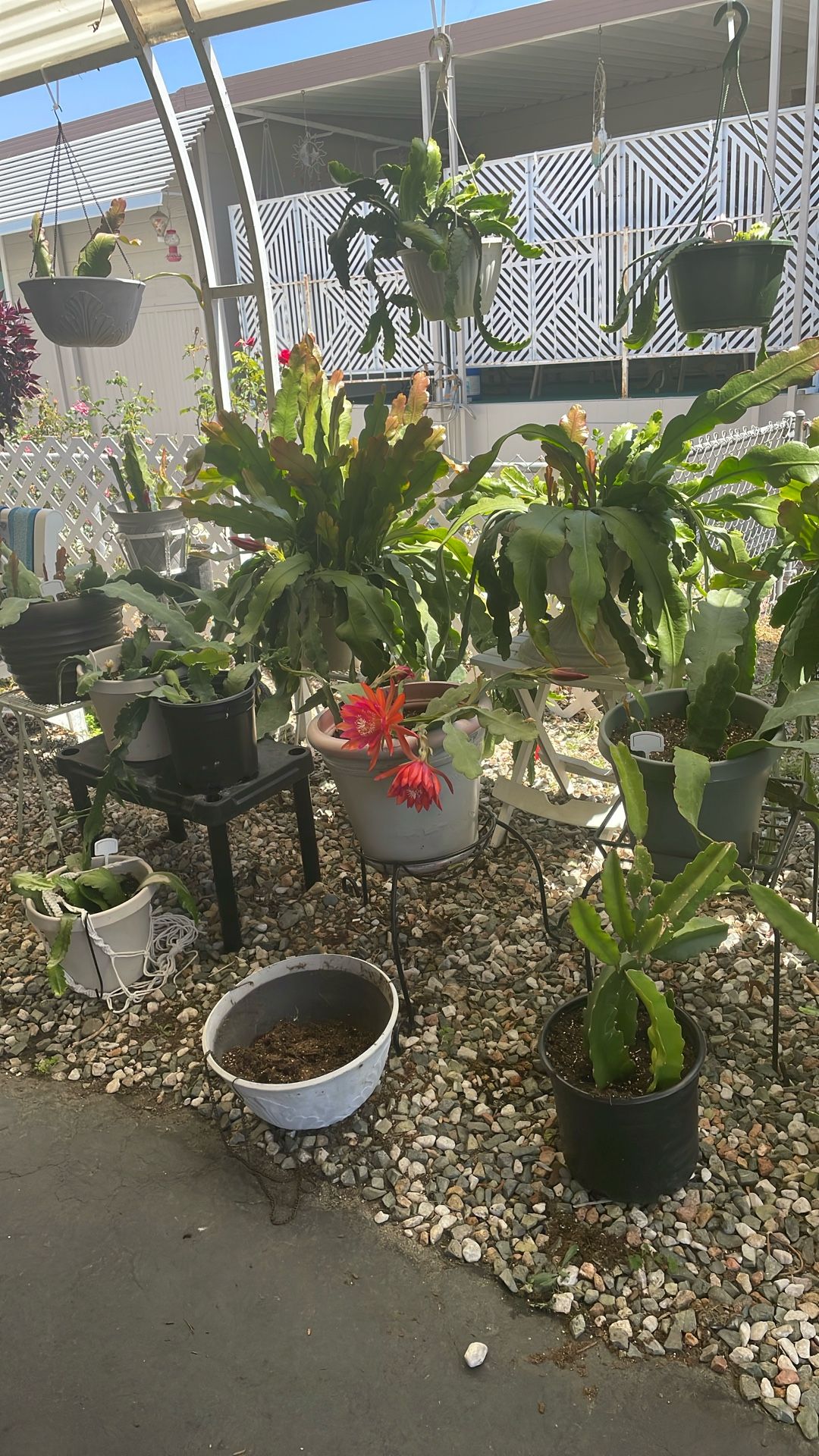 Epithelium plants for sale. Many different sizes. Also cuttings.