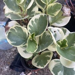 Variegated Peperomia Plants 🪴 