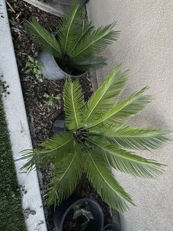 Baby Sago Palms 