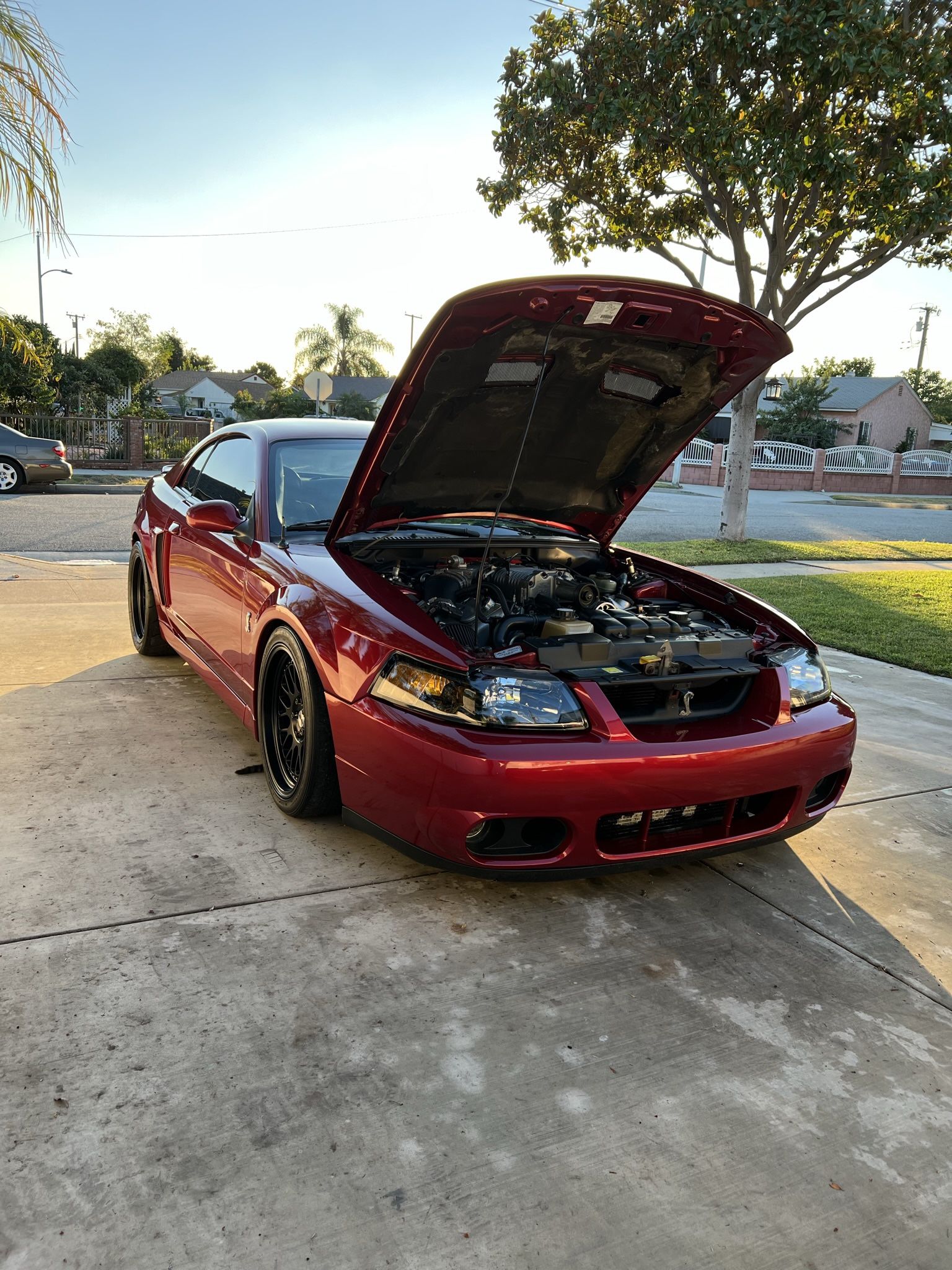Mustang Cobra Svt 2003