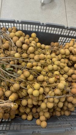 Fresh Longan fruit ($20 for 5 lb)
