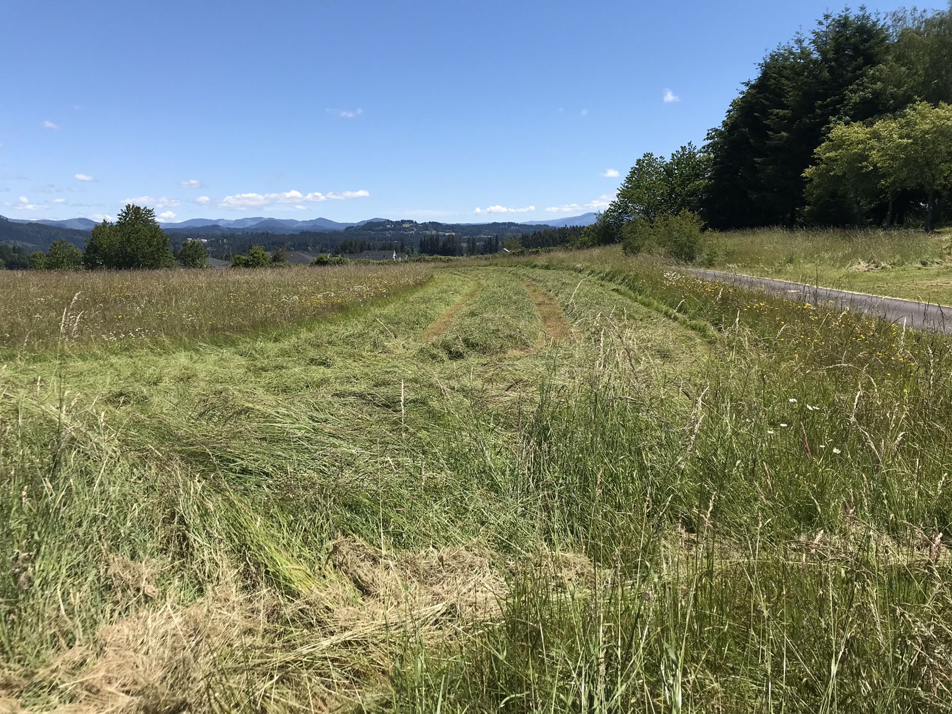 Hay Bales For Sale