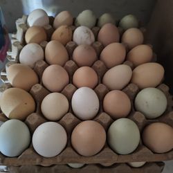 Fertile Chicken Eggs
