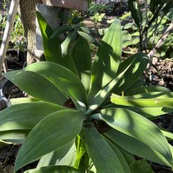 Huge Evergreen Plant