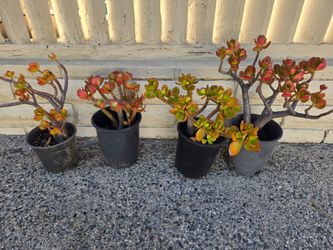 Jade Plants