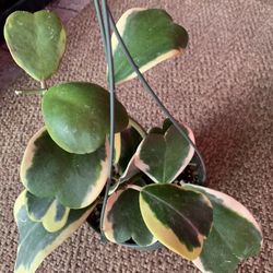 Hoya Kerri Plants