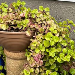 Indoor/ Outdoor Plant 
